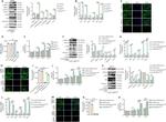 B-Raf Antibody in Western Blot (WB)