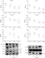 ACSL4 Antibody in Western Blot (WB)