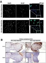 Ki-67 Antibody in Immunocytochemistry, Immunohistochemistry (ICC/IF, IHC)