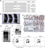 Ki-67 Antibody in Flow Cytometry (Flow)