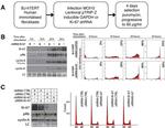 Ki-67 Antibody in Western Blot (WB)