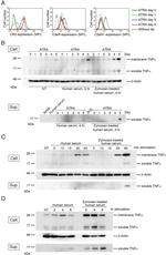 C5AR1 Antibody in Flow Cytometry (Flow)