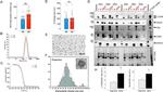 NeuN Antibody in Western Blot (WB)