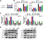 Arginase 1 Antibody in Western Blot (WB)