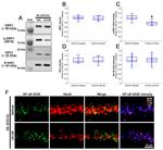 DNM1L Antibody in Western Blot (WB)