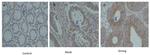 CTLA-4 Antibody in Immunohistochemistry (Paraffin) (IHC (P))