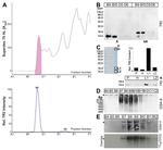 TFF2 Antibody in Western Blot (WB)