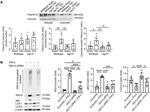 ISG15 Antibody in Western Blot (WB)