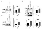 IL-18 Antibody in Western Blot (WB)