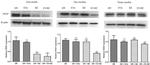 VEGF Antibody in Western Blot (WB)