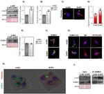 beta Actin Antibody in Western Blot (WB)