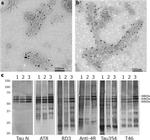 Tau Antibody in Western Blot (WB)