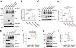 SSTR2 Antibody in Western Blot (WB)