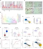 RGN Antibody in Immunohistochemistry (Paraffin) (IHC (P))