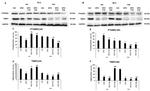 TIMP2 Antibody in Western Blot (WB)