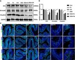 Occludin Antibody in Western Blot (WB)