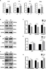 Occludin Antibody in Western Blot (WB)