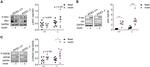 Phospho-IRS1 (Tyr612) Antibody in Western Blot (WB)