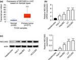 NECAB3 Antibody in Western Blot (WB)