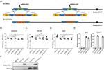 CXCL11 Antibody in Western Blot (WB)