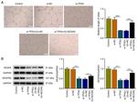 VEGF Antibody in Western Blot (WB)