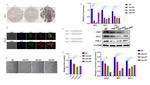 c-Myc Antibody in Western Blot, Immunohistochemistry (Paraffin) (WB, IHC (P))