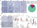 SIGLEC15 Antibody in Immunohistochemistry (Paraffin) (IHC (P))