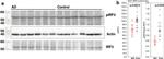 Phospho-IRF3 (Ser396) Antibody in Western Blot (WB)