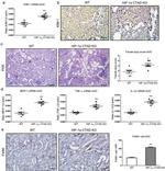 CD365 (TIM1) Antibody in Immunohistochemistry (Paraffin) (IHC (P))