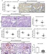 CD365 (TIM1) Antibody in Immunohistochemistry (Paraffin) (IHC (P))