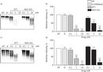 MUC5AC Antibody in Western Blot (WB)