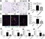 Myeloperoxidase Antibody in Immunohistochemistry (Paraffin) (IHC (P))