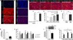 p21 Antibody in Western Blot (WB)