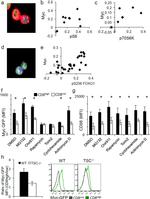 CD8a Antibody in Immunocytochemistry (ICC/IF)