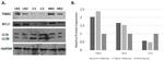 TGM2 Antibody in Western Blot (WB)