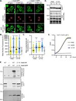 GFP Antibody in Western Blot (WB)