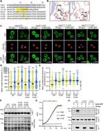 GFP Antibody in Western Blot (WB)