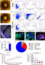 Ly-6C Antibody in Flow Cytometry (Flow)