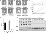 Phospho-EGFR (Tyr1068) Antibody in Western Blot (WB)