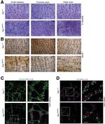 nNOS Antibody in Immunohistochemistry - Free Floating (IHC (Free))