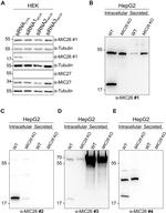 Apolipoprotein O Antibody in Western Blot (WB)