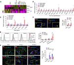 TRAIL-R2 (DR5) Antibody in Flow Cytometry (Flow)