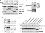 Tau (Cleaved Asp421, Asp422) Antibody in Western Blot, Immunoprecipitation (WB, IP)