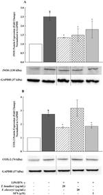 iNOS Antibody in Western Blot (WB)