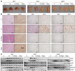 NDUFS4 Antibody