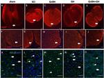 MBP Antibody in Immunohistochemistry (Frozen) (IHC (F))