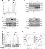 PD-L1 Antibody in Western Blot (WB)