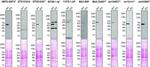 FUS Antibody in Western Blot (WB)