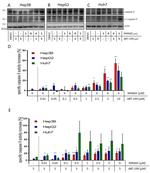 Caspase 9 (Cleaved Asp315) Antibody in Western Blot (WB)