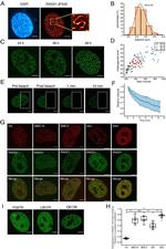 RAD21 Antibody in Immunoprecipitation (IP)